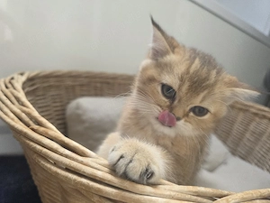 Zwei wunderschöne Britisch-Kurzhaar-Katzenbabys suchen ein liebevolles Zuhause.   