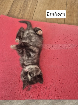 Besondere BKH: Schildpatt, Whiskas