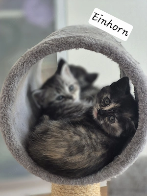 Besondere BKH: Schildpatt, Whiskas
