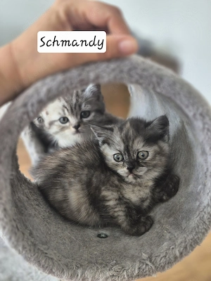 Besondere BKH: Schildpatt, Whiskas