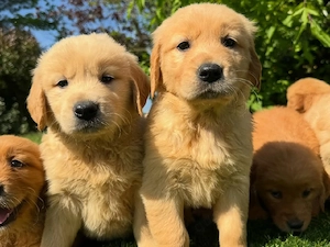    Bezaubernder Golden-Retriever-Welpe sucht ein neues Zuhause