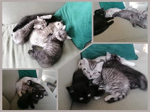 BKH Kitten suchen liebevolles Zuhause 