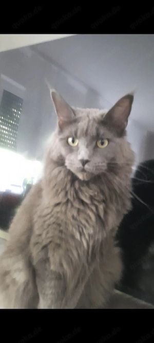 blue Maine Coon Katze Dame