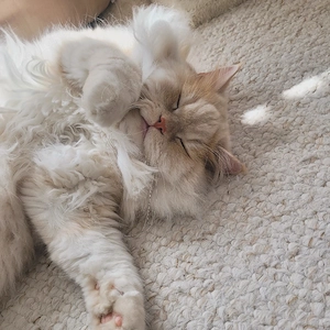  Zuhause gesucht für Kater Lennox
