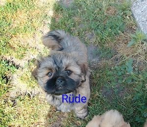 shih tzu Chihuahua Welpen