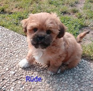 Shi tzu Chihuahua Welpen