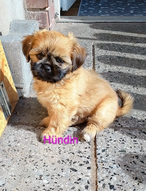 Shi tzu Chihuahua Welpen
