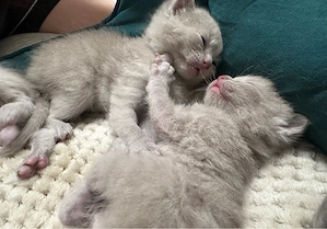 BKH bebykatze