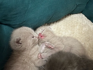 BKH bebykatze