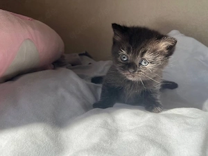 BKH Kitten suchen ein liebevolles Zuhause