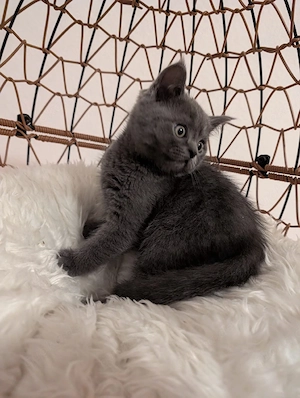 2 BKH Kitten (männlich)