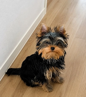 Sehr schöne Yorkshire-Terrier-Welpen.