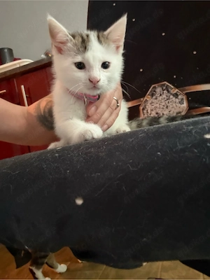 Katzenbabys Junge Mädchen