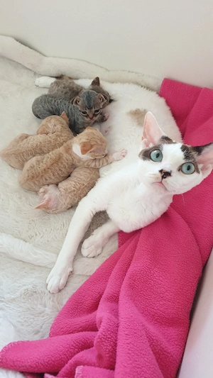 Devon Rex Kitten von Rosaplunt's 