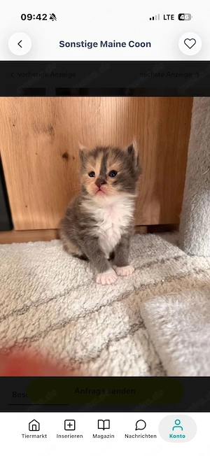 2 reinrassige Main Coon Kitten in tollen Farben