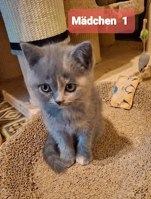 Bkh Kitten, weiß, blue und blue tortie 