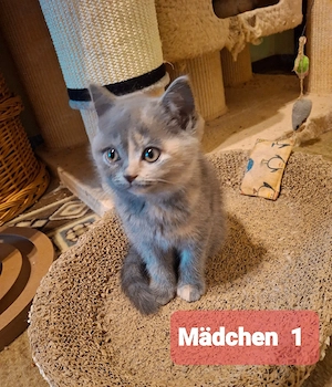Bkh Kitten, weiß, blue und blue tortie 
