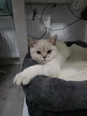 reinrassige BKH Blue Point Weibchen sucht neue Familie