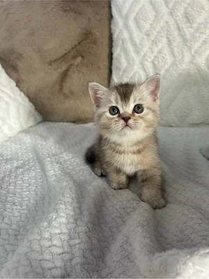 BKH-Kitten mit Laboklin XXL + HCM getesteten Eltern