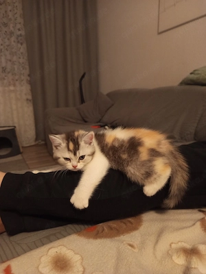 BKH Kitten 
