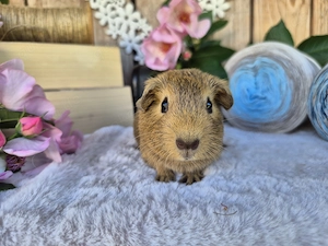 Meerschweinchen weiblich - Glatthaar, Schokolade-Buff-Agouti-Buff