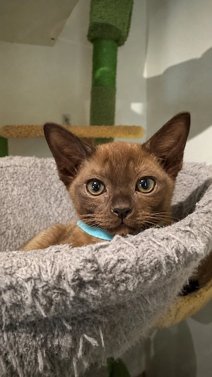 reinrassige Burma Kitten