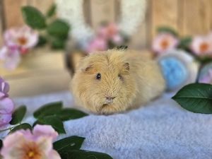 Meerschweinchen weiblich - Schweizer Teddy, Buff (dunkle Augen)