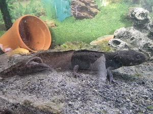 Axolotl Pärchen, groß 