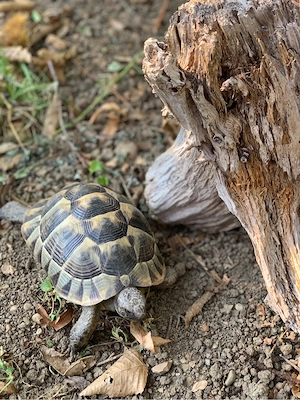 Testudo hermanni Griechische Landschildkröte NZ 2022