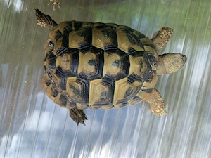 Testudo hermanni Griechische Landschildkröte NZ 2013, 2022 Bild 3