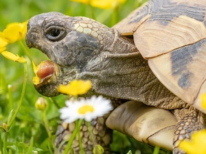 Nehme Schildkröten auf, Europäische und tropische Arten. (Testudo, Centrochelys, u.a.)