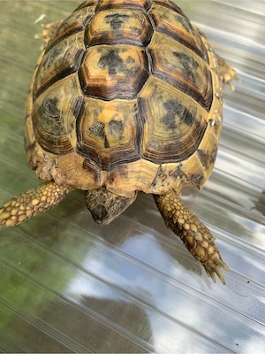 Testudo hermanni Griechische Landschildkröte NZ 2013, 2022 Bild 5