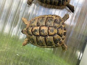 Testudo hermanni Griechische Landschildkröte NZ 2013, 2022 Bild 2