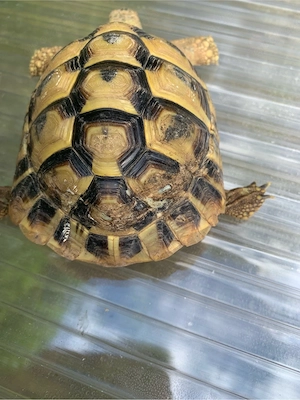 Testudo hermanni Griechische Landschildkröte NZ 2013, 2022 Bild 4