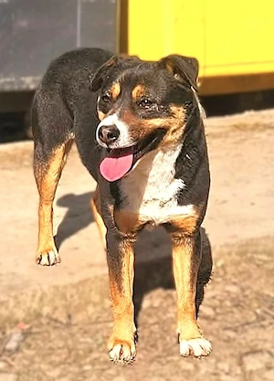 Franjo, sanfter Hundejunge sucht Menschen mit Herz und Geduld