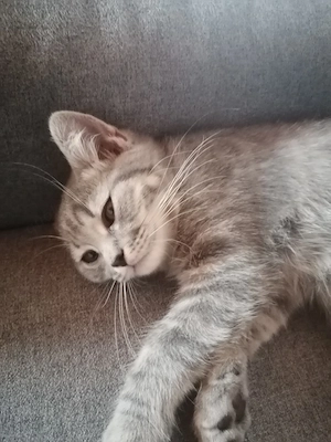 BHK Kitten Bild 4