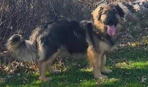 Mini Collie Schäferhund Mix Rüde 10Mon15kg32cm bundesweit ausreisebereit 