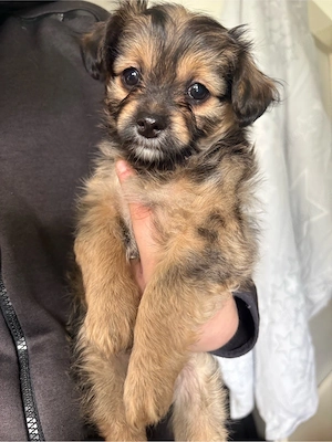chihuaha mix welpen 