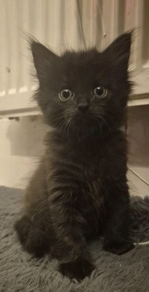 Süße Main-Coon  Bengal  Ekh Kitten