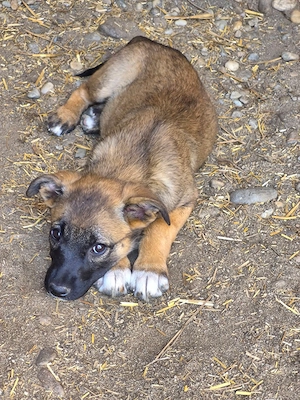 Bezaubernde Tilly sucht Körbchen auf Lebenszeit 