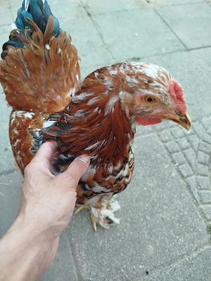 kleine Hühner Gruppe 