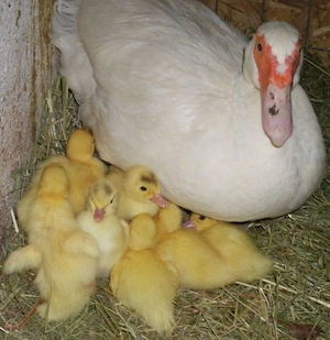 10 x Flugente Bruteier unserer freilaufenden Flugenten Enten Eier Warzenente