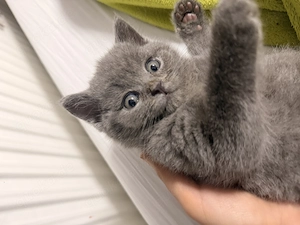 Bkh Baby Kater reinrassig