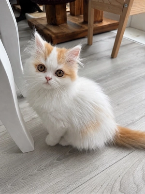 Perserkatze