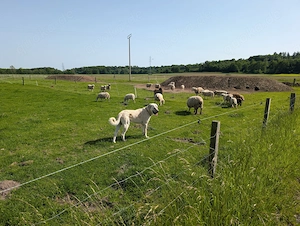 Kangal - HSH - Arbeitslinie - Welpen