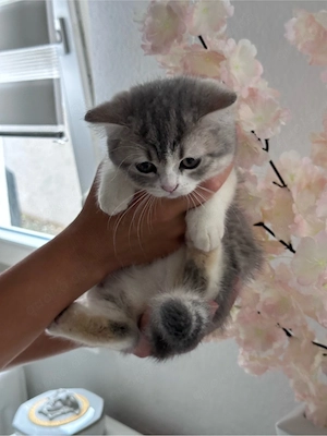 BKH schmußekatze 12 Wochen alt 
