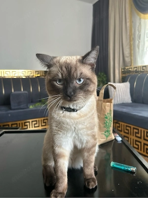 lieber volle kater 