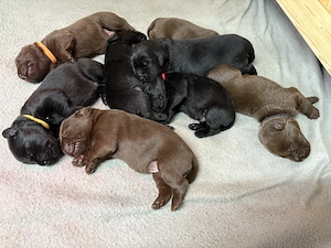 Labrador Retriever Welpen 