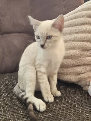 Bkh+SİAM Mix Kitten