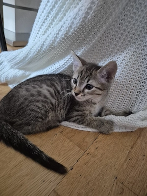 Bkh+SİAM Mix Kitten